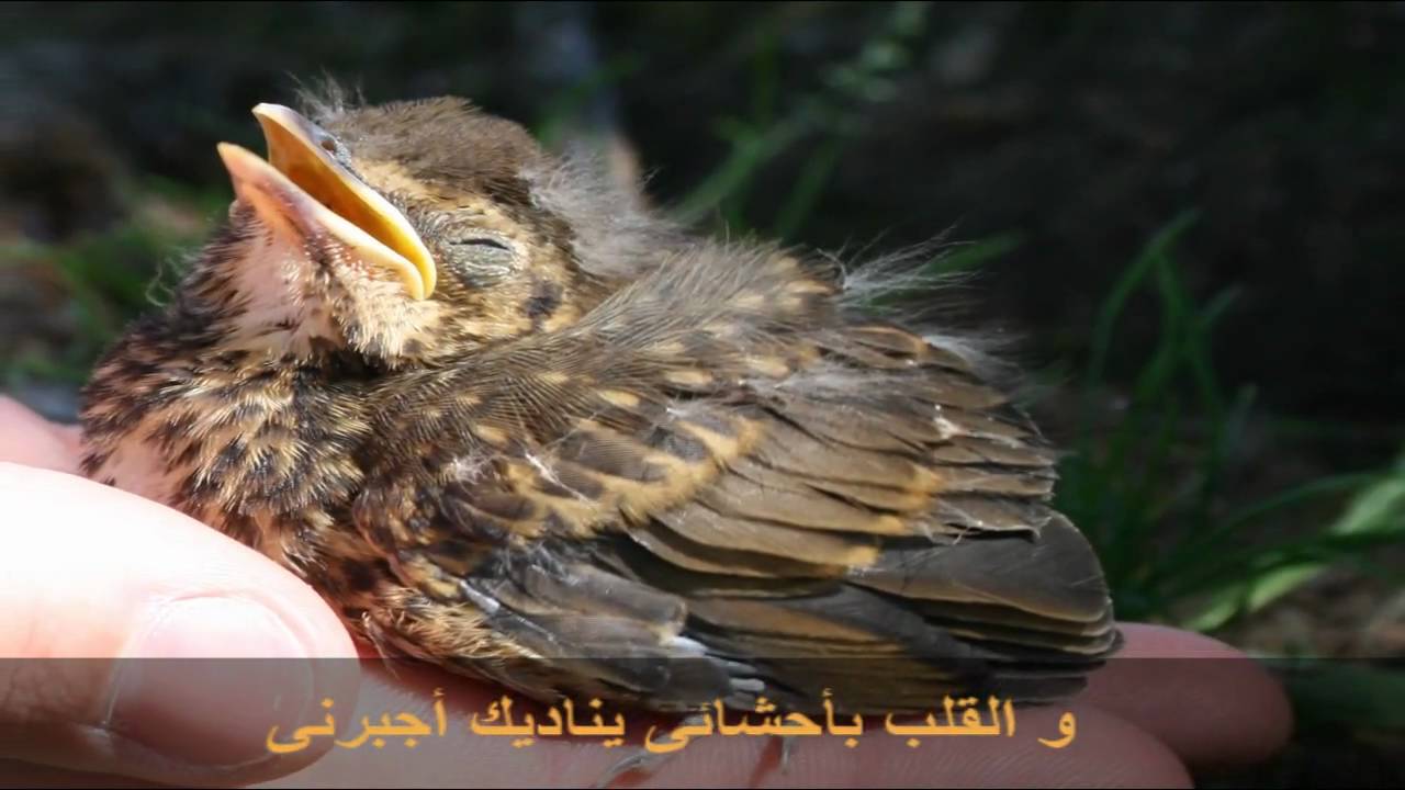 ترنيمة هل اطرق بابك.wmv