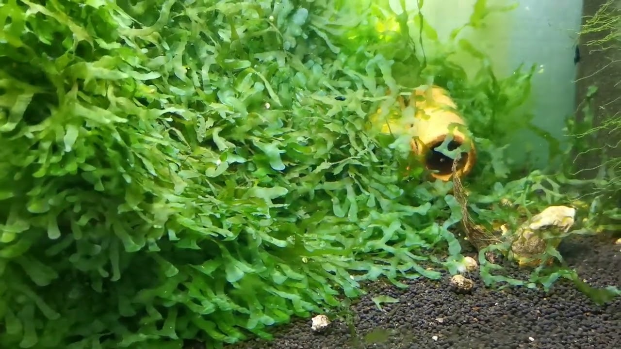 Subwassertang
