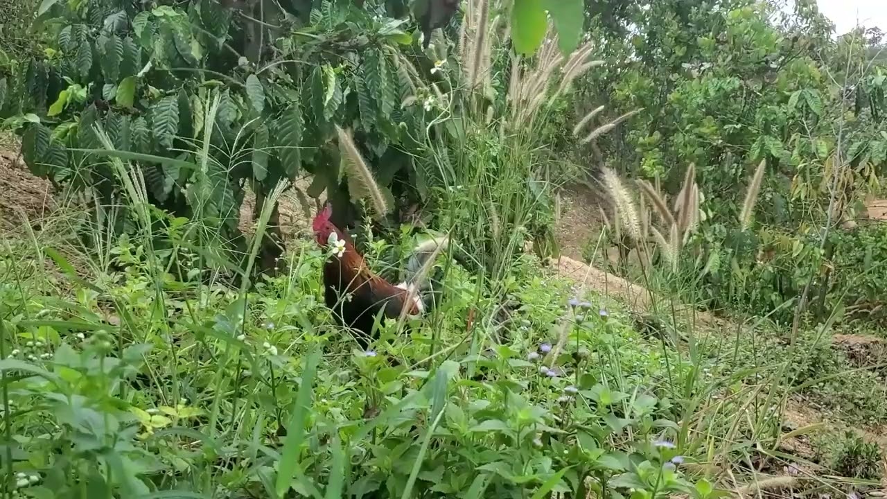 Which is better for trapping wild chickens: bait or wild chicks?02/16/2026