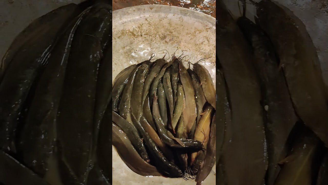 শিং মাছের কেজি কত? আজকের বাজার আপডেট দেখুন | Shing Fish Price | #shorts