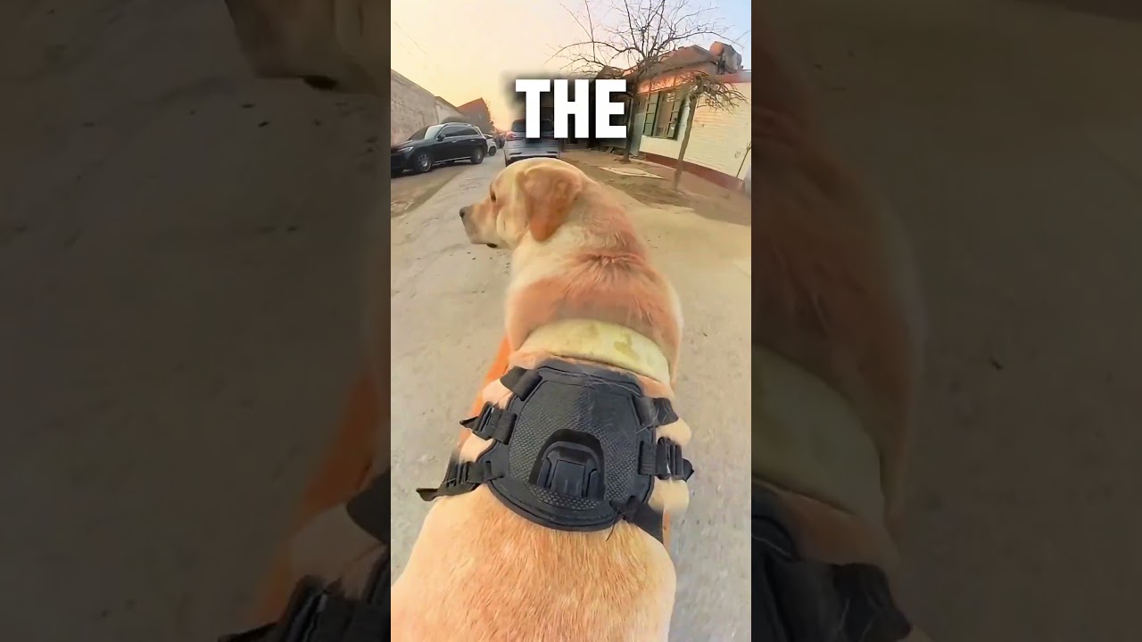 This Loyal Dog&rsquo;s Daily Routine Will Melt Your Heart ❤️