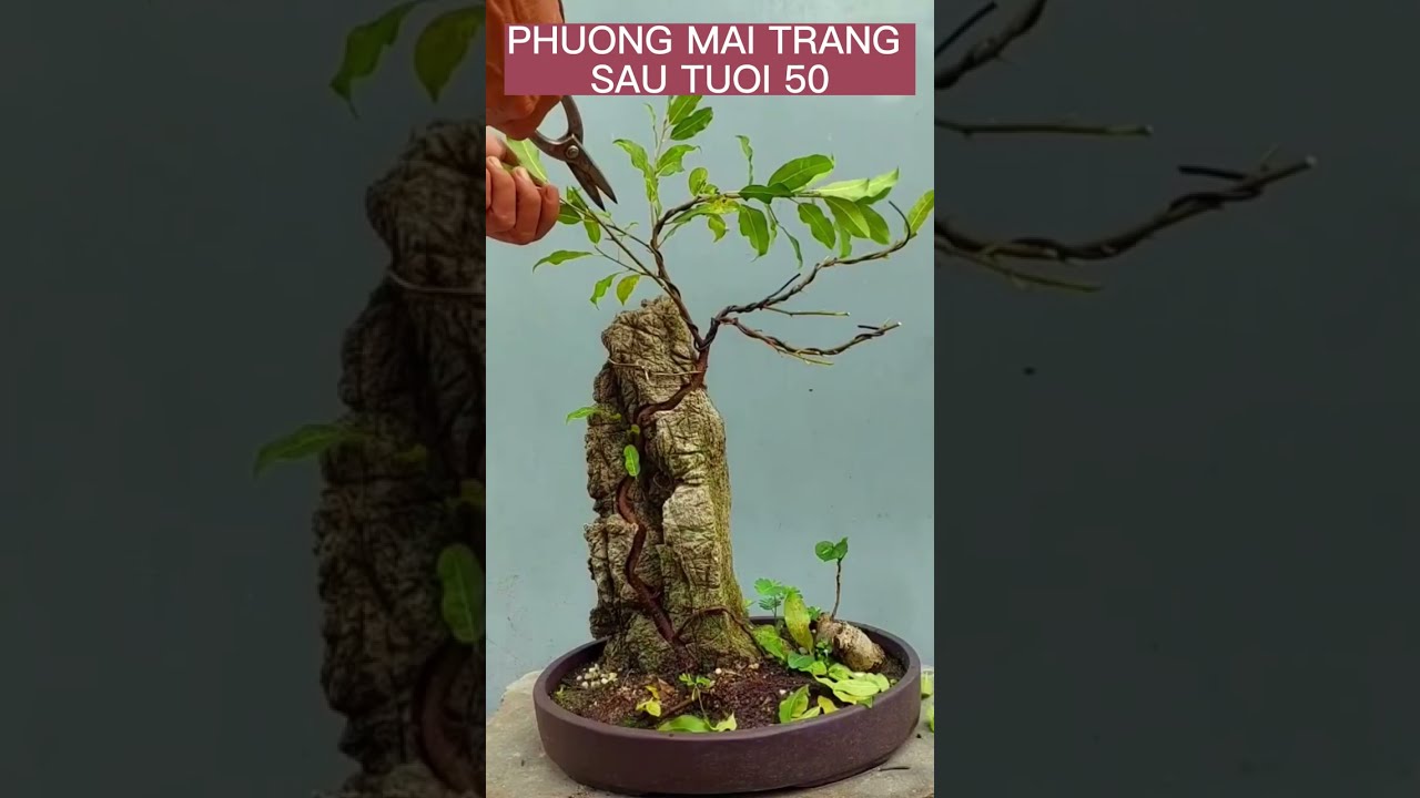 BONSAI VIETNAM p1