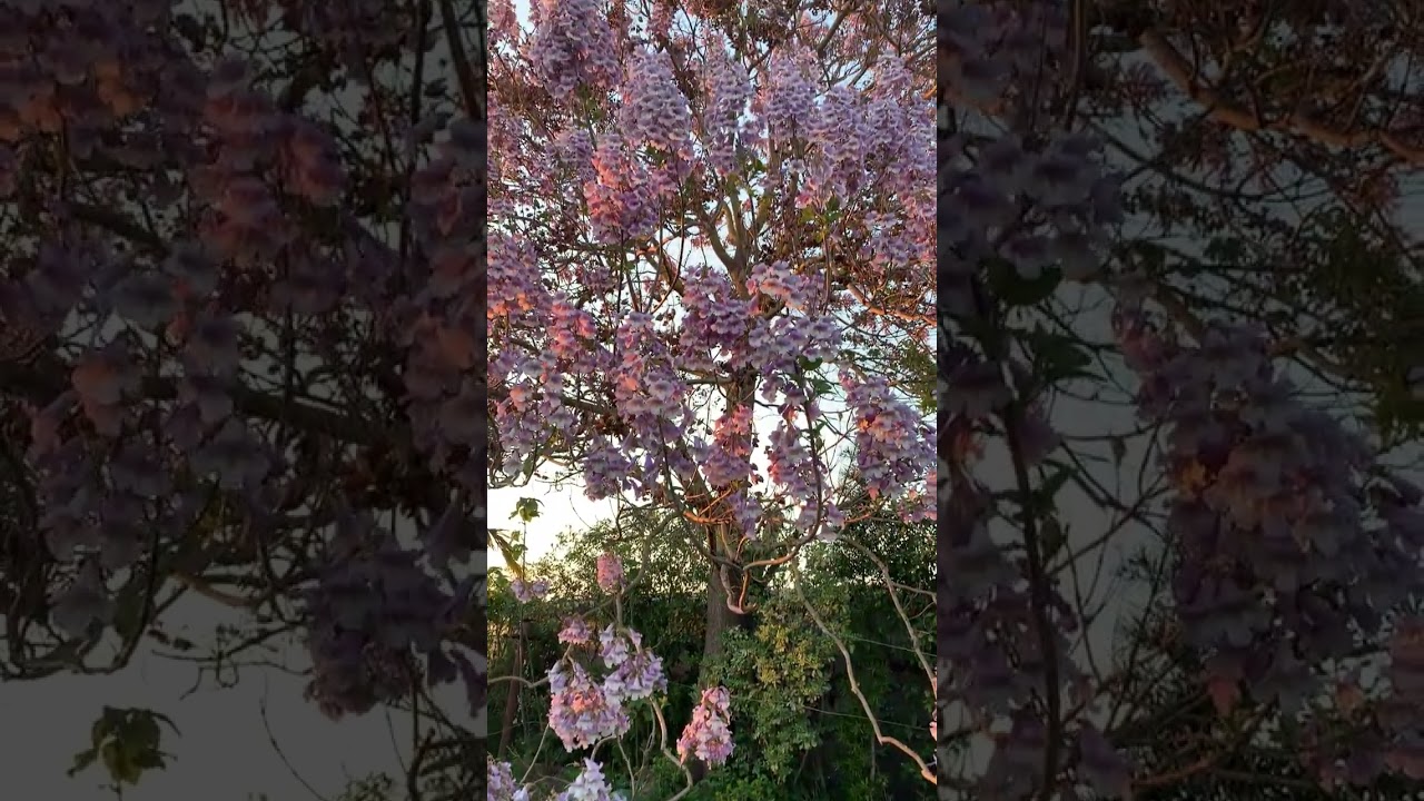 Paulownia 15 years after planting