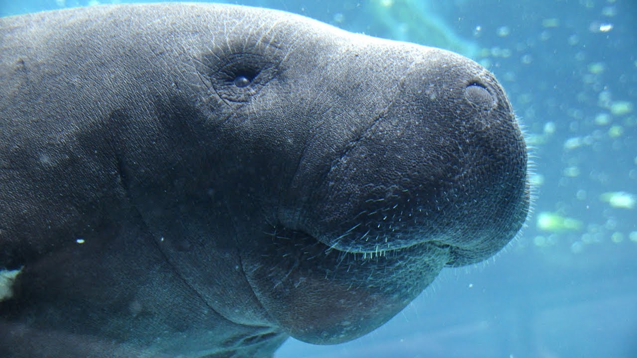 Experiencia con manatíes en Faunia