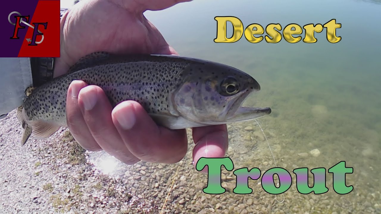 Desert trout fishing in Southern Nevada