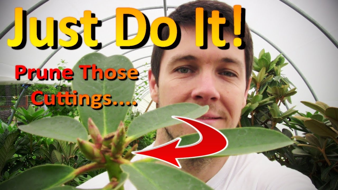 Rooted Cuttings Need to be Pruned Early!