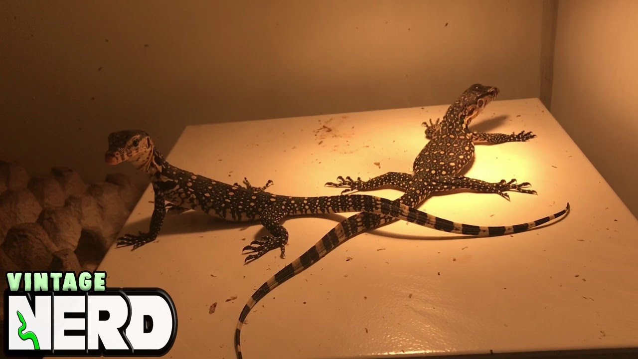 NERD BABY WATER MONITORS