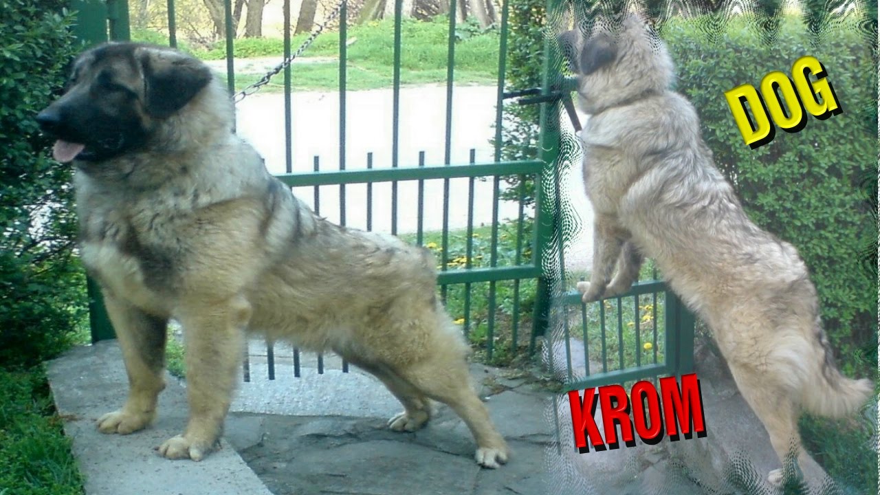 Unbelievable Shepherd Dog Images You Have to See!