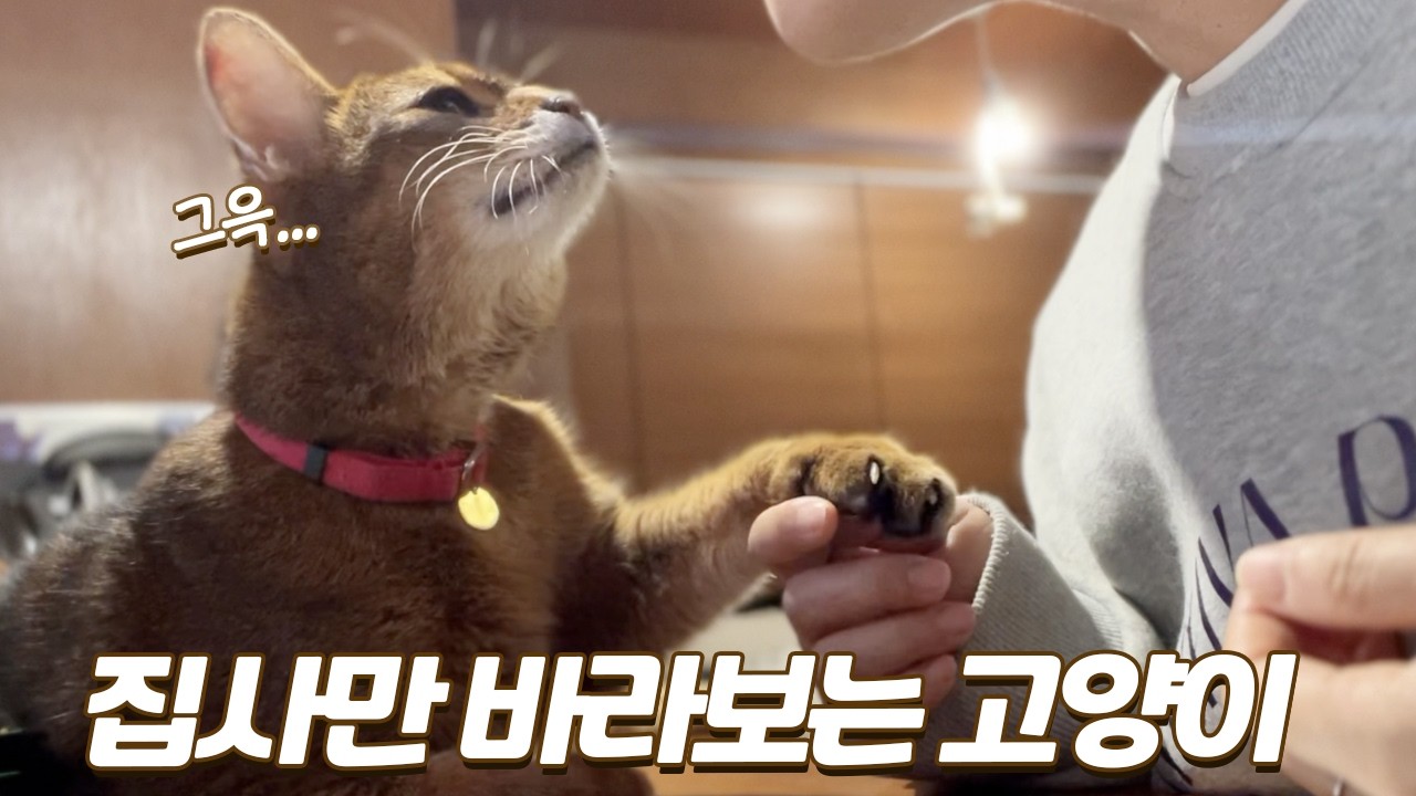 하루도 빠짐없이 집사만 바라보는 애교많은 고양이