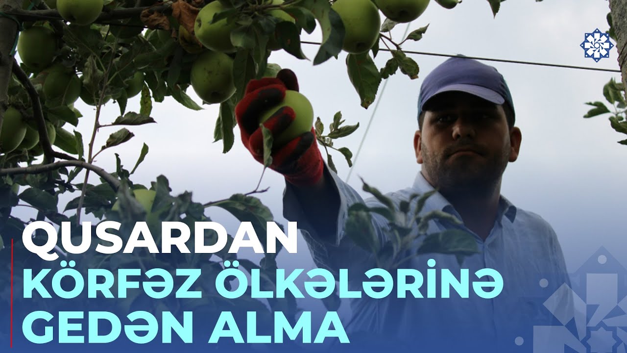 Şimal rayonlarının müasir tipli alma bağlarında bol məhsul yetişib