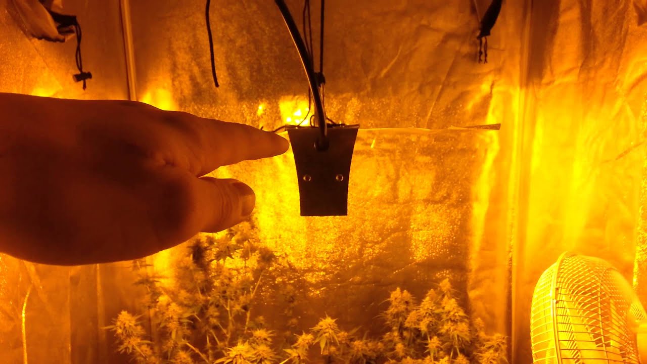Day 52 flower update