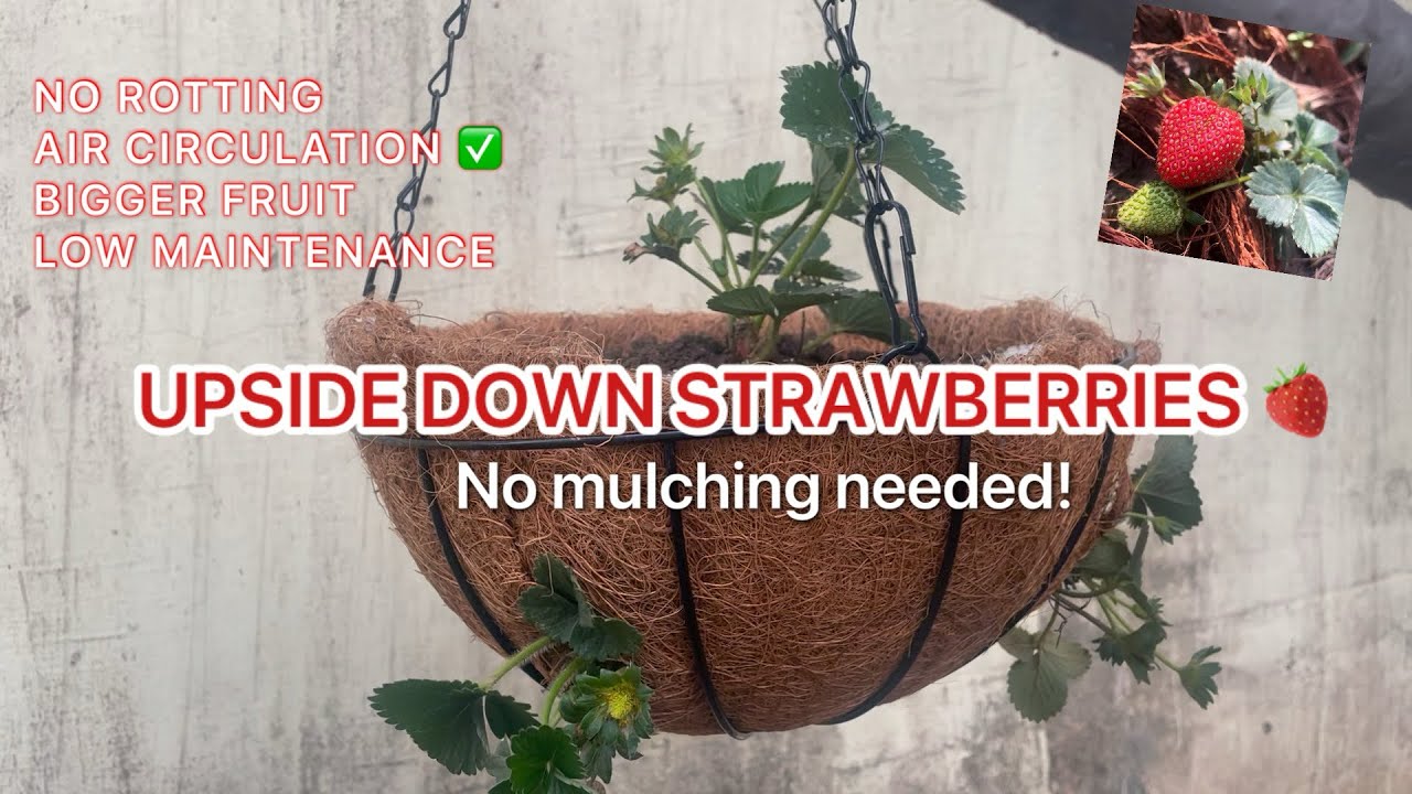 GROW STRAWBERRIES LIKE THIS! Use a hanging basket to grow big, clean strawberries 🍓 