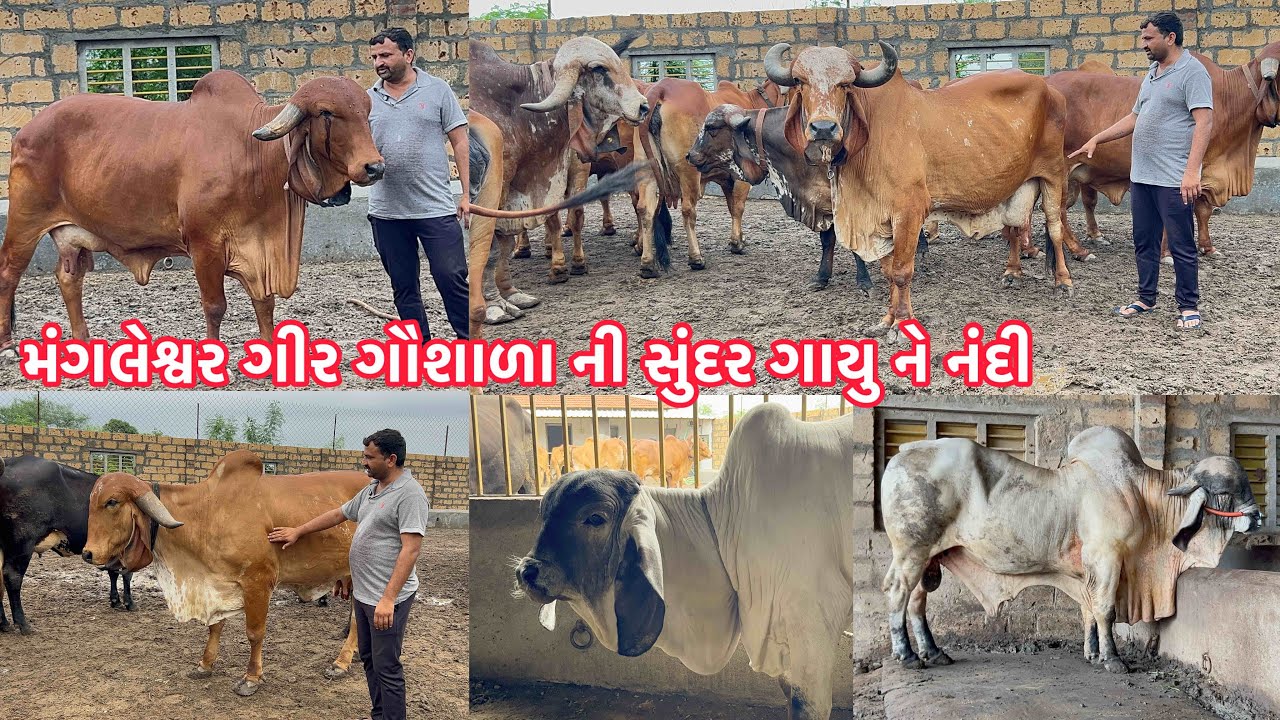 મંગલેશ્વર ગીર ગૌશાળા ખડીયા મોરલો ને પવન ગીર ખુંટ । Best Gir Cow Gujarat