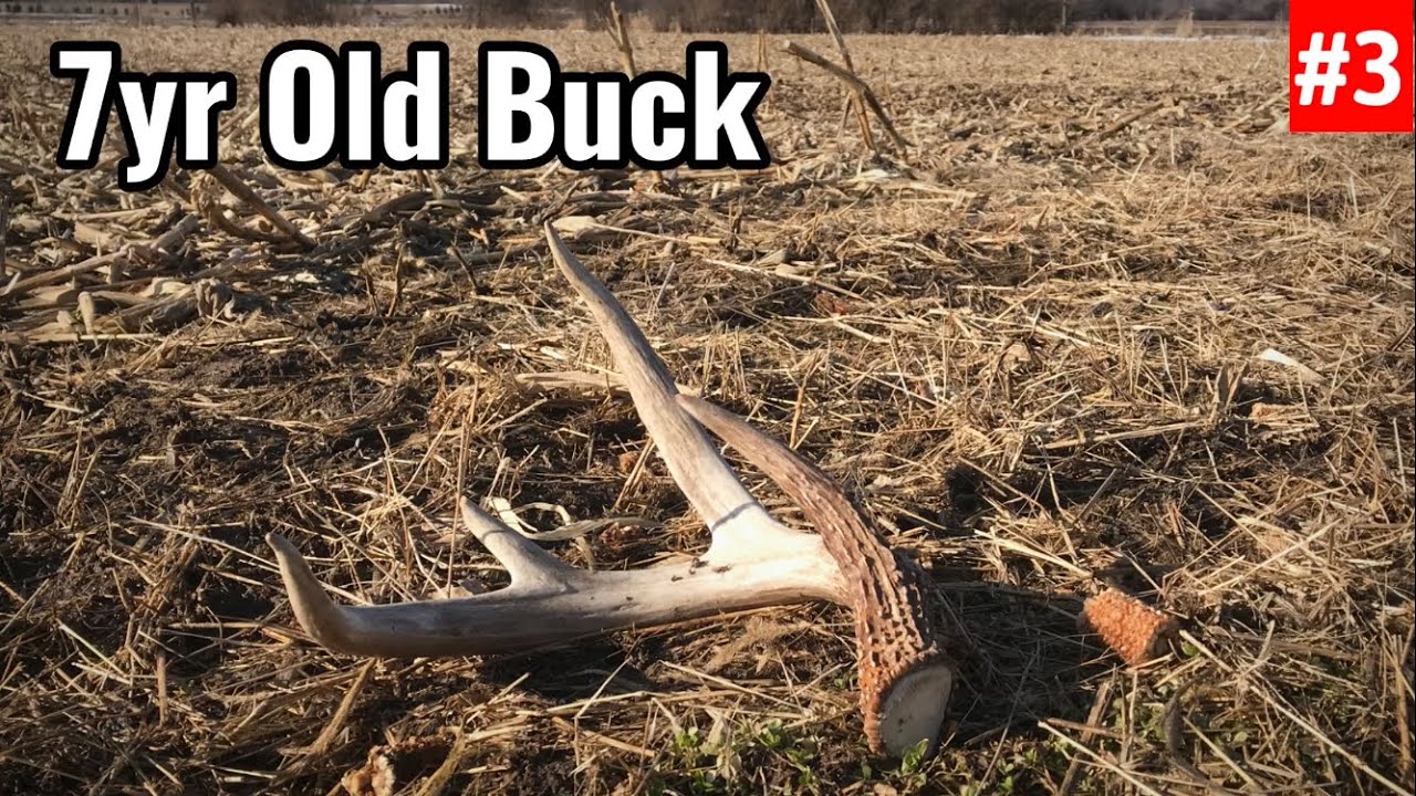 Shed Hunting 2026 - 7 Year Old Bucks Shed 