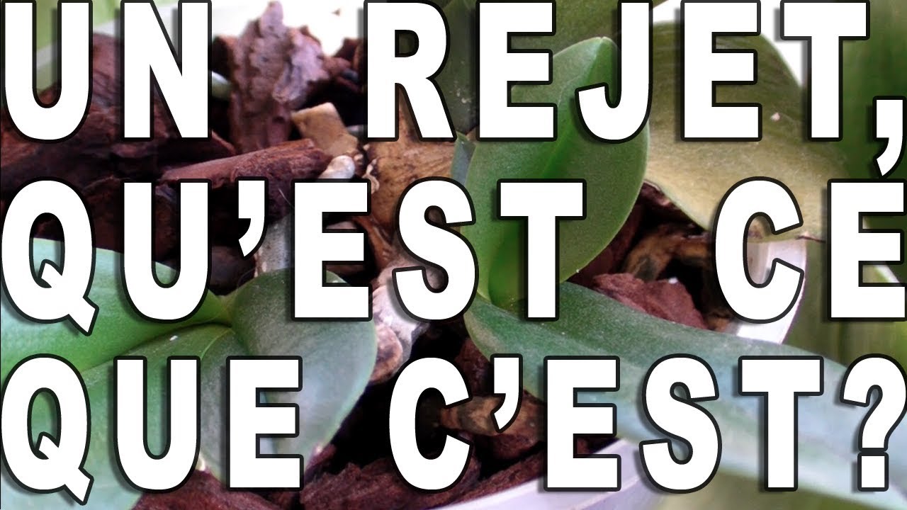 [Orchidées]Les Rejets, Qu'est ce que c'est?