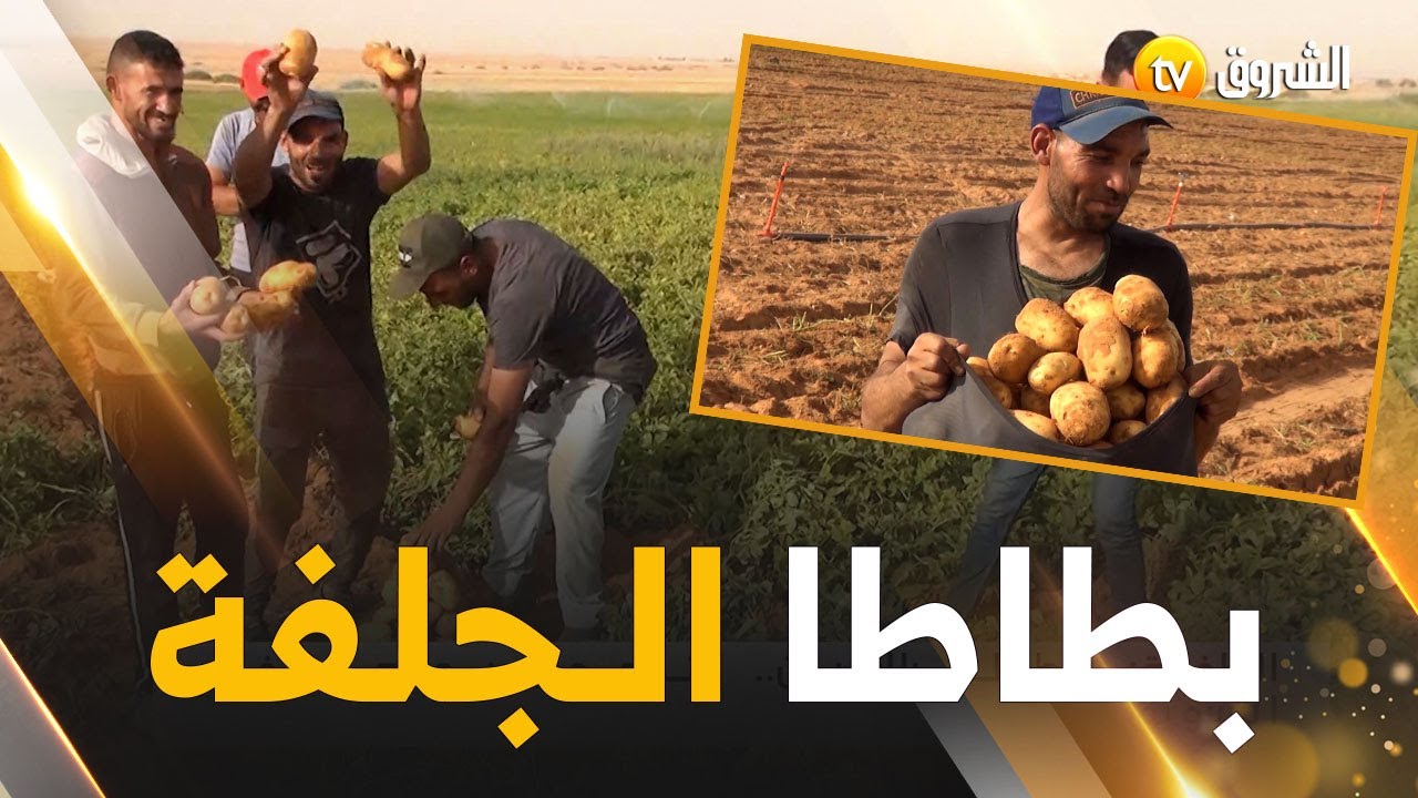 من قلب الجلفة .. البطاطا بالبيرين.. إنتاج وفير لكن ضعف في التسويق .. شاهدوا كيف عبر هؤلاء الفلاحين
