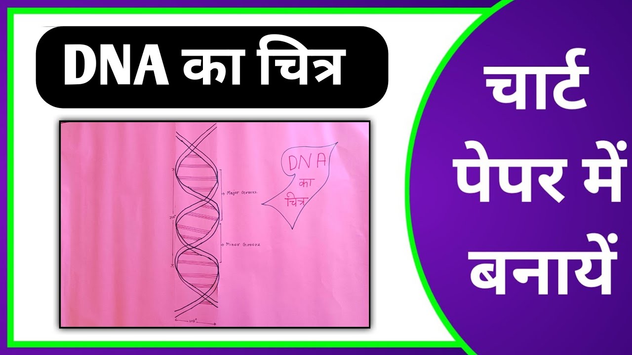 DNA ka Chitra chart paper mein kaise banaen