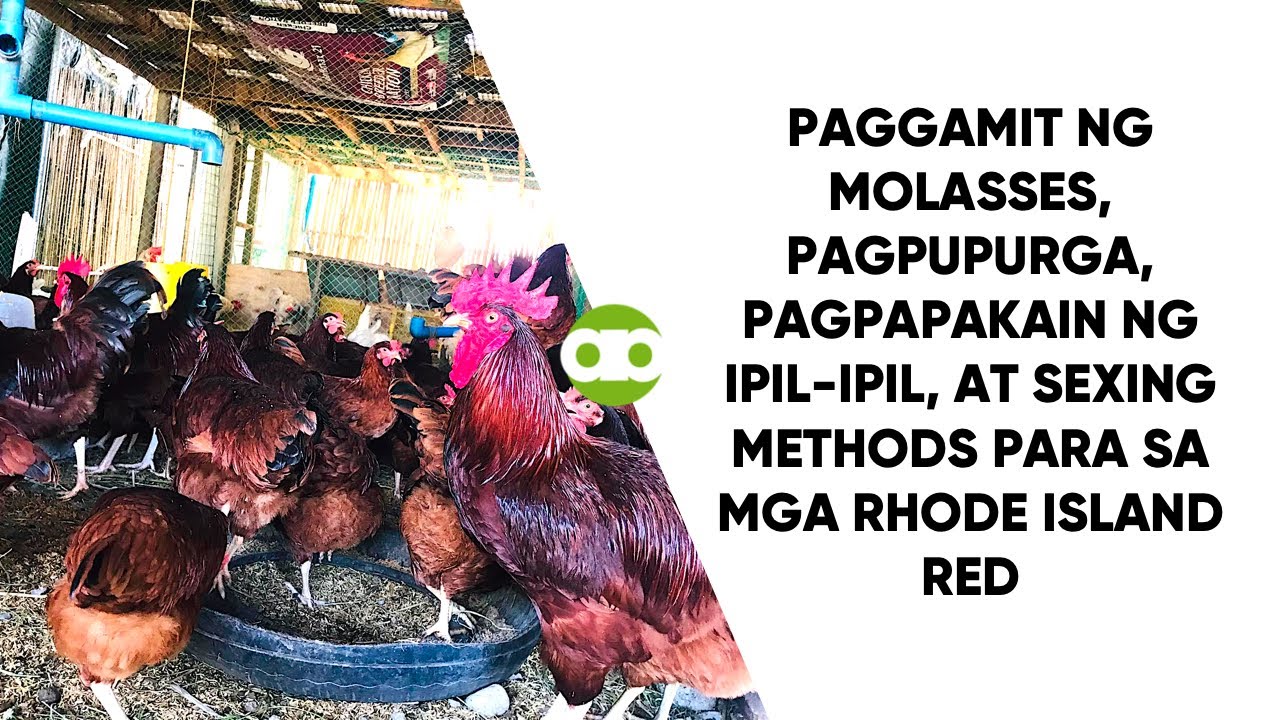 Molasses, Dewormer, Ipil-ipil, at Sexing Methods Para Sa Mga Rhode Island Red