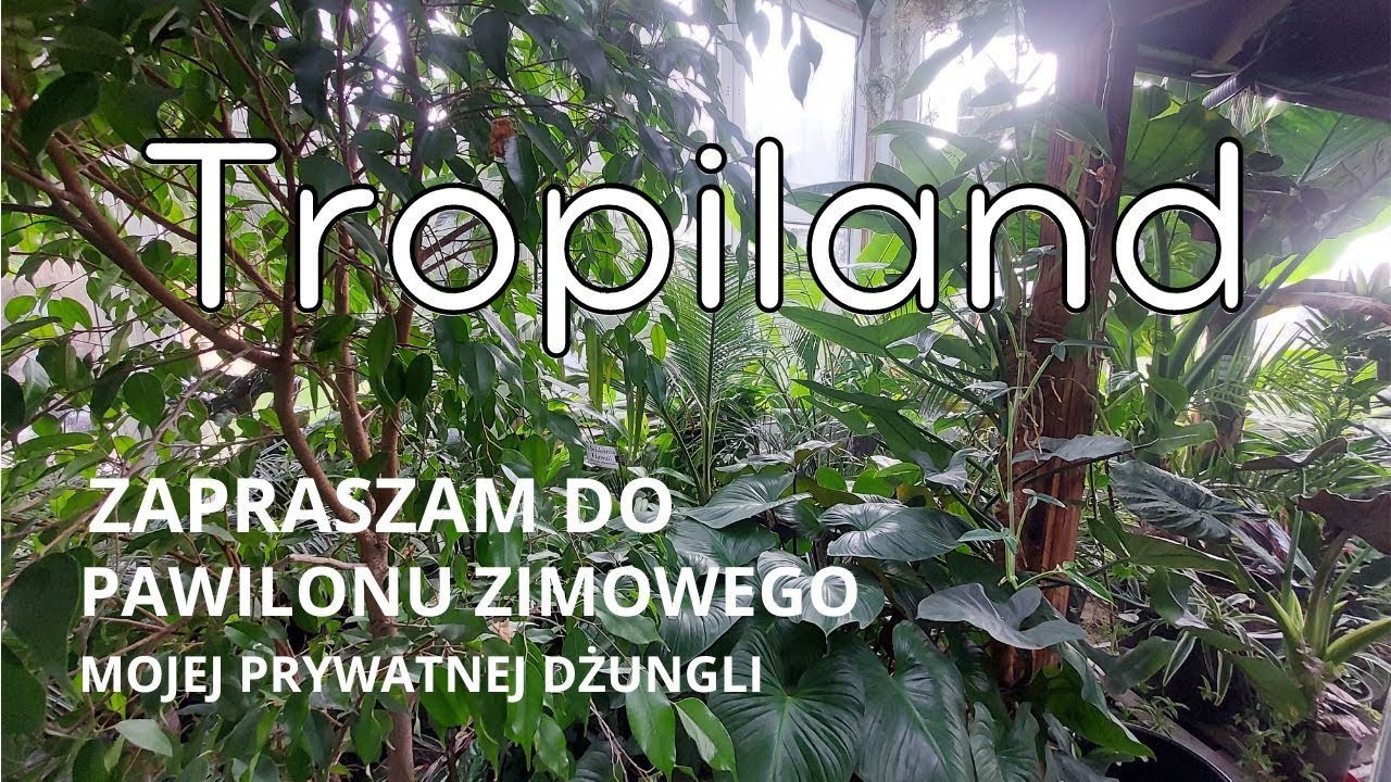 Moja prywatna dżungla, krótki spacer po Tropilandzie.