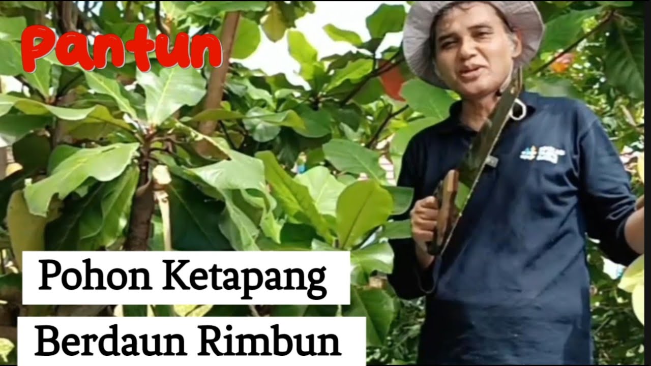 Pantun: Pohon Ketapang Berdaun Rimbun