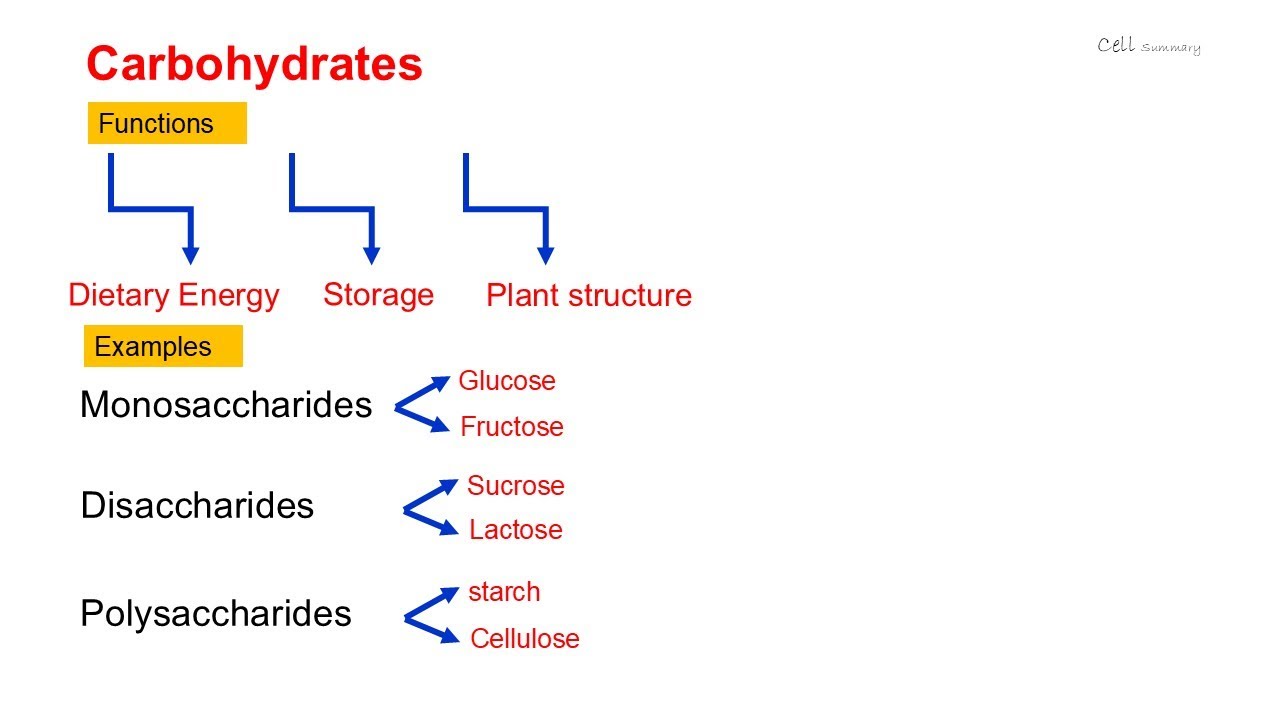 Large-biological- molecules? macromolecules?