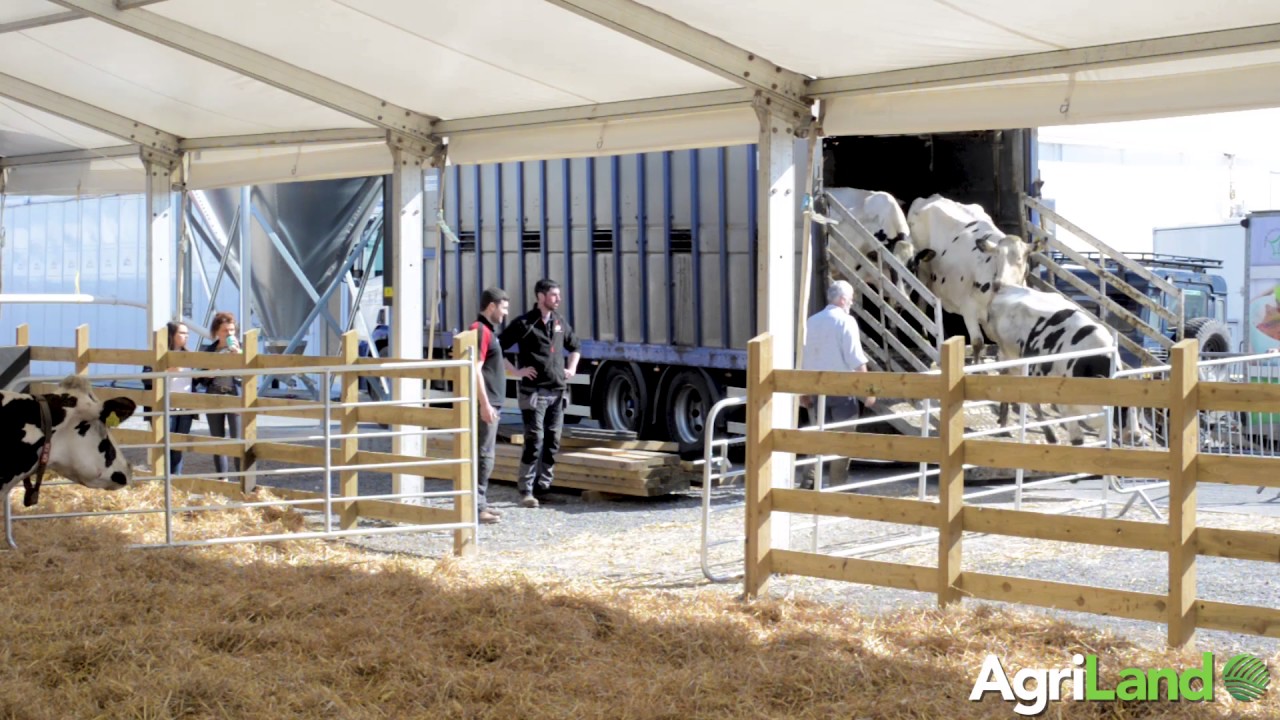 40 Holstein Friesian cows make the trip to the Balmoral Show