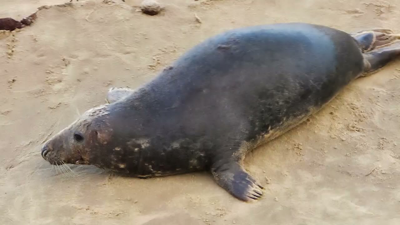 Horsey Beach Seals 4K: Grey Seal Pupping Season Starts in Norfolk! (Wildlife Photography)