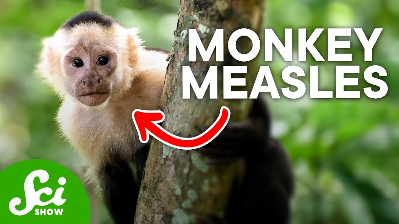 What Happens To Animals That Catch Human Illnesses?