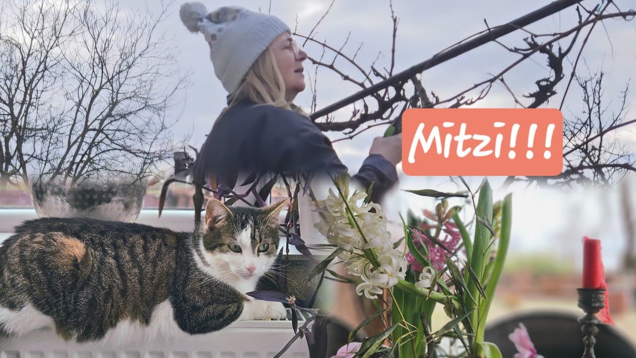 Pisica mi-a distrus rasadurile😅 / Viata la tara primavara: zambile, vie, solar & animale