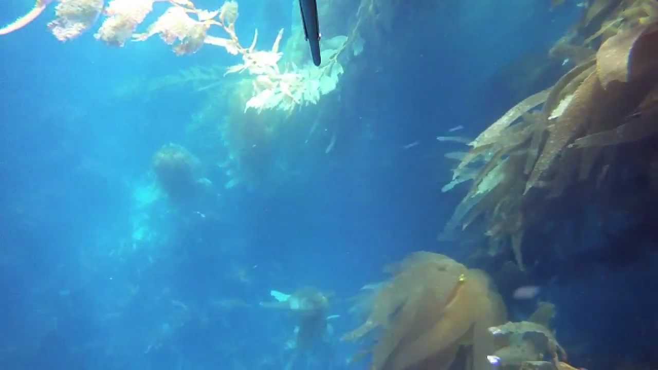 Spearfishing Santa Barbara (Epic vis & 12lb hali)