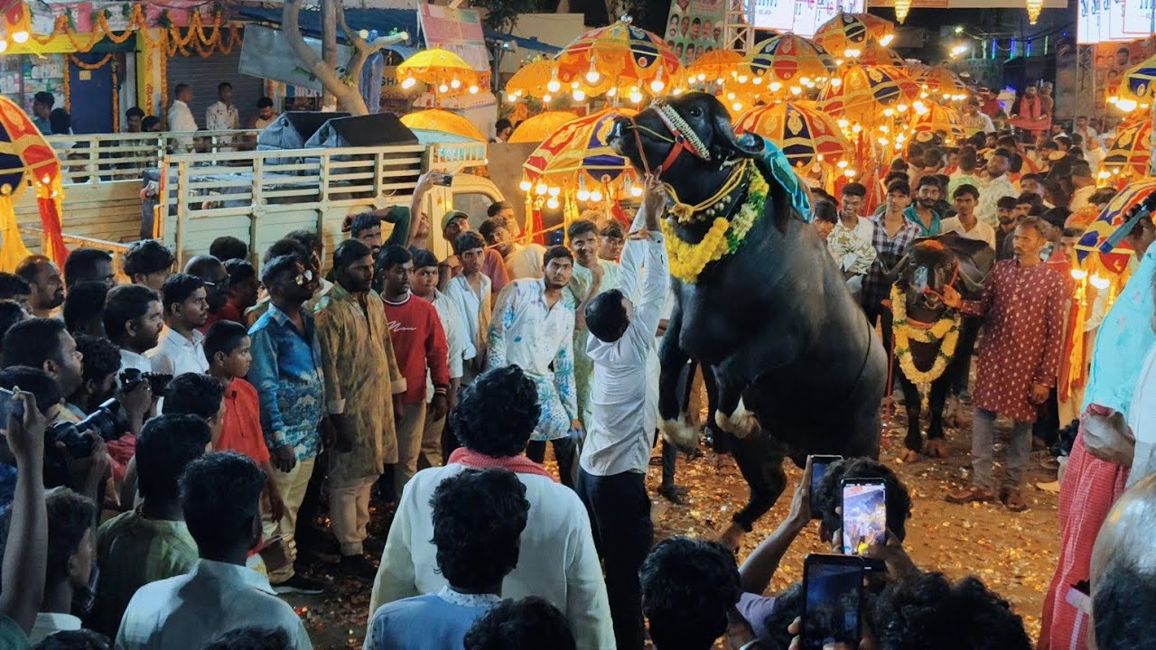 Kothapet Sadar Festival Celebrations 2025 | Diwali Special Sadar Festival | Grand Celebrations 