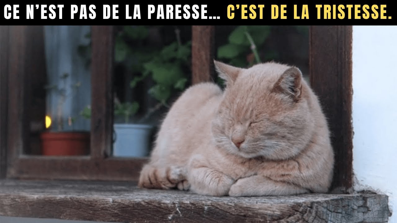 7 Signes Que Votre Chat Est Triste — et Comment L’Aider