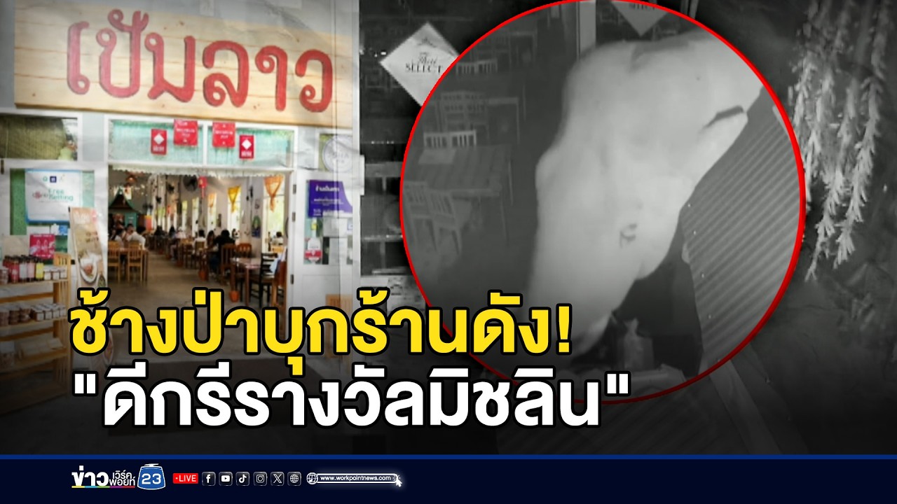 ช้างป่าบุกร้านอาหารชื่อดัง ดีกรีรางวัลมิชลิน l ข่าวเที่ยงเวิร์คพอยท์ l 11 มี.ค.69