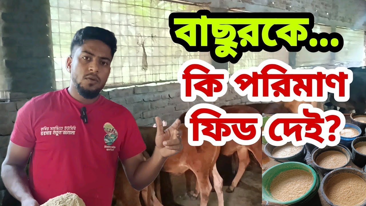 বাছুরকে দানাদার কতটুকু দিবেন?? বাছুরের পরিচর্যা শিখুন।