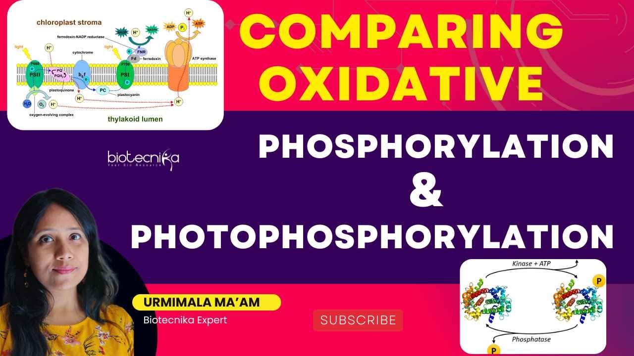 Comparing Oxidative Phosphorylation and Photophosphorylation For CSIR NET / ICMR GATE / DBT / TIFR