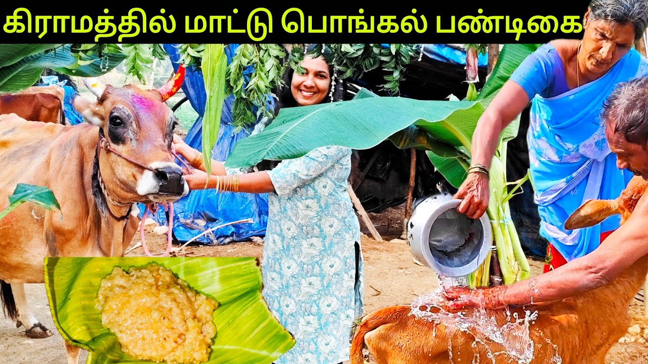 எங்கள் கிராமத்தில் மாட்டு பொங்கல் கொண்டாட்டம் 🐄🌾| Pongal Celebration in Our Village @Vibewithnithii 