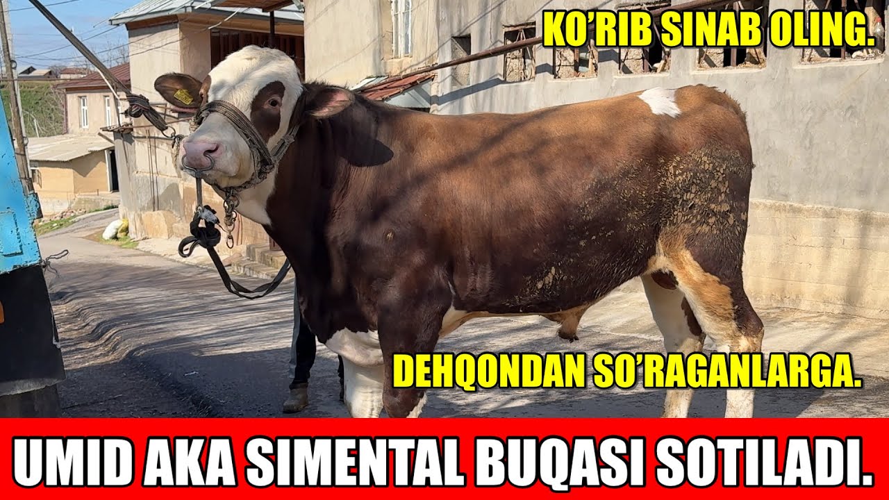 UMID AKA SIMENTAL BUQASI SOTILADI.