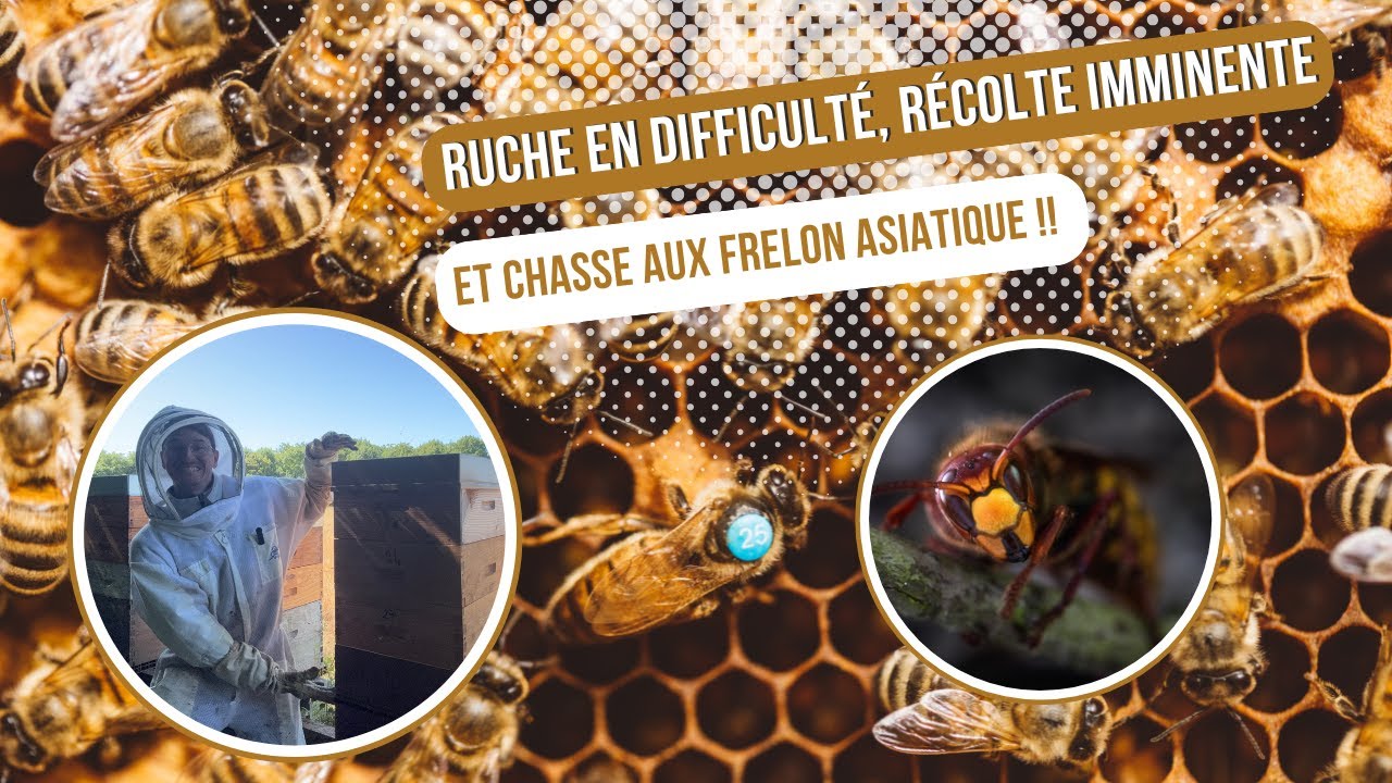 Ruche en difficulté, préparation de la dernière récolte d'été & frelon asiatique [S03E15]