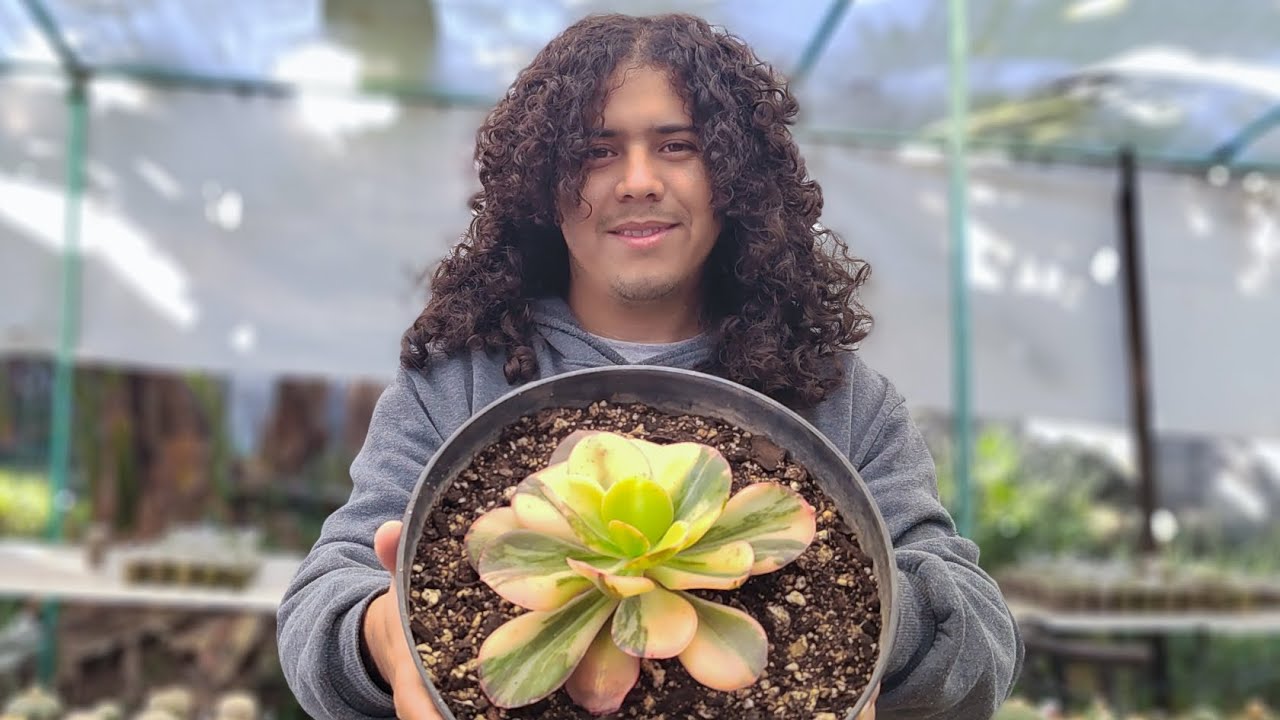 Volvemos a producir híbridos de Echeverias, creaciones echas en Super Cactus Mexico y plantas más 