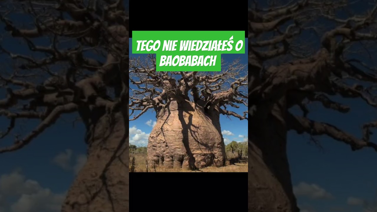 Tego Nie Wiedziałeś o Baobabach #ciekawostki #polska #shorts #nature