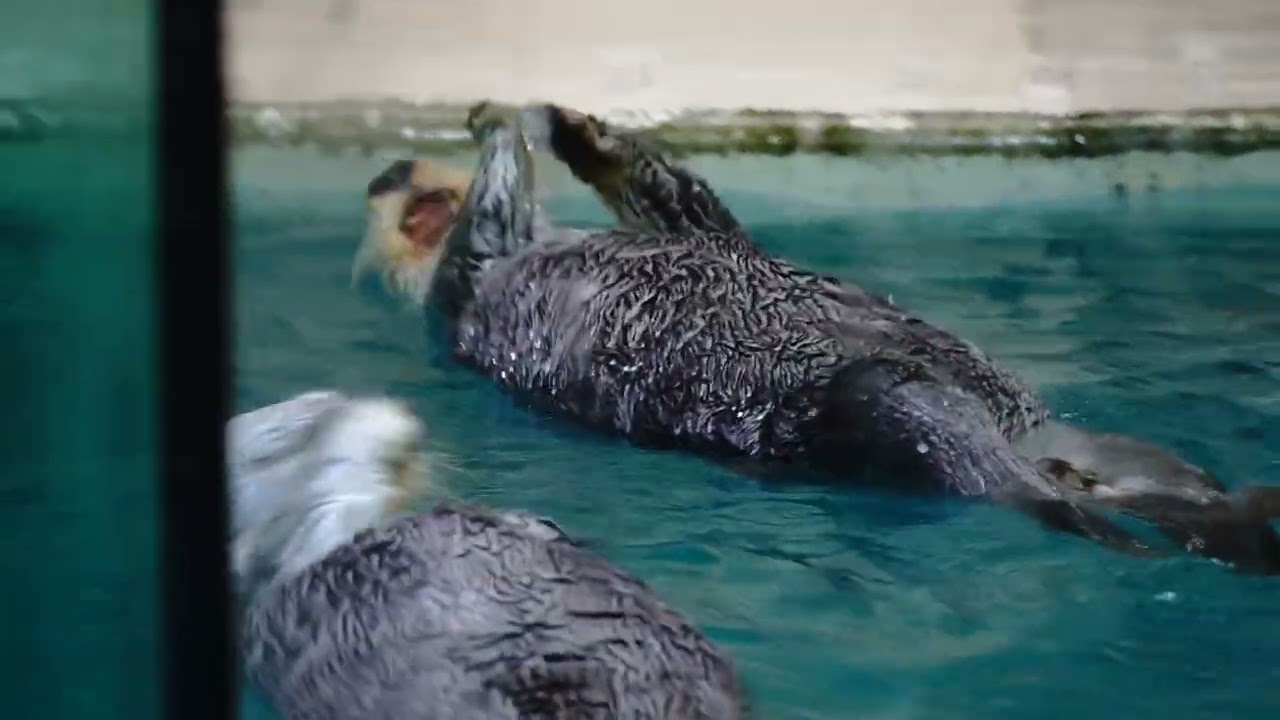 鳥羽水族館 ラッコ キラちゃんのフェイント「やっぱやーめた！」メイちゃん&主「えっ!?」