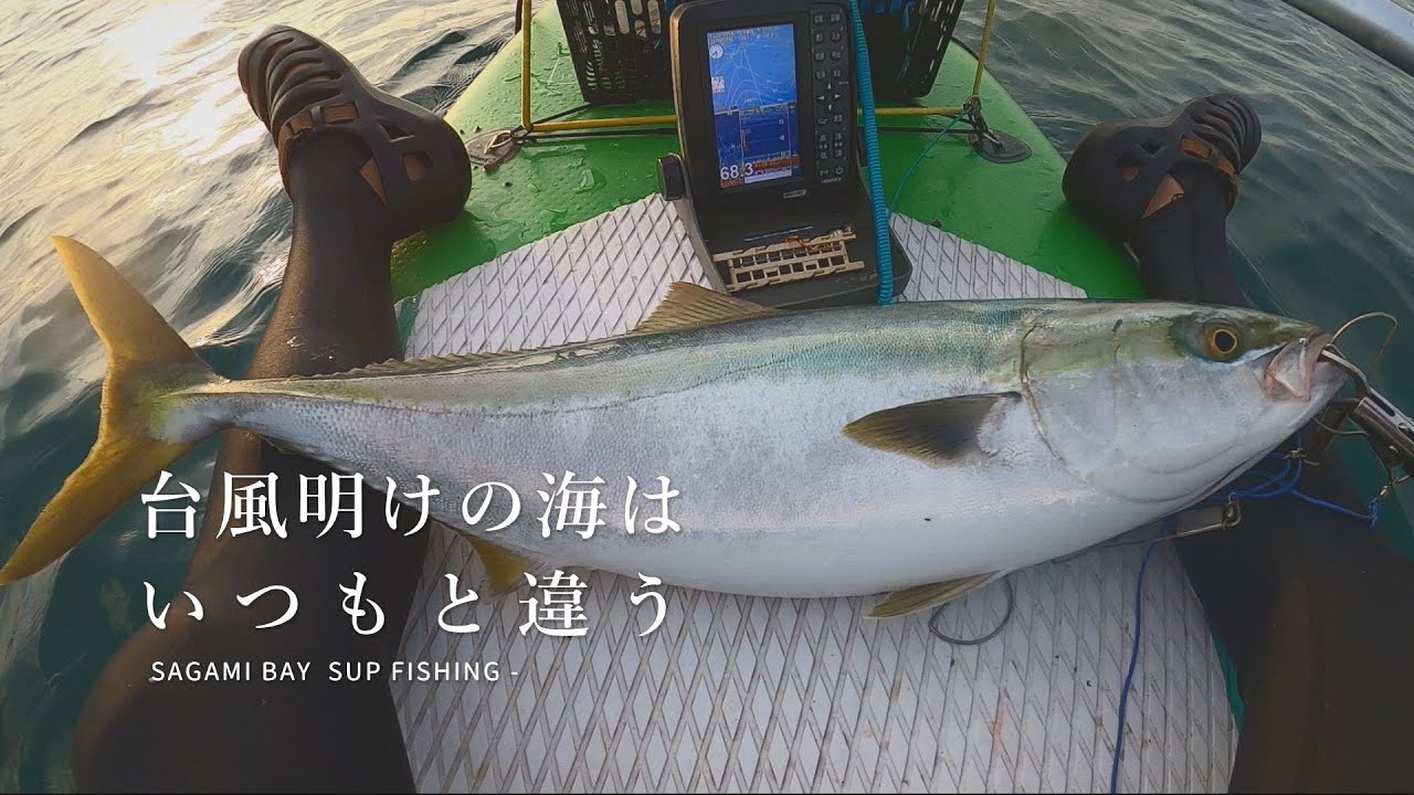 遂に現れる大型青物　一味違う台風明けのSUPフィッシング