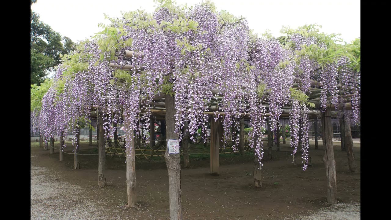 藤の花、牛島藤花園