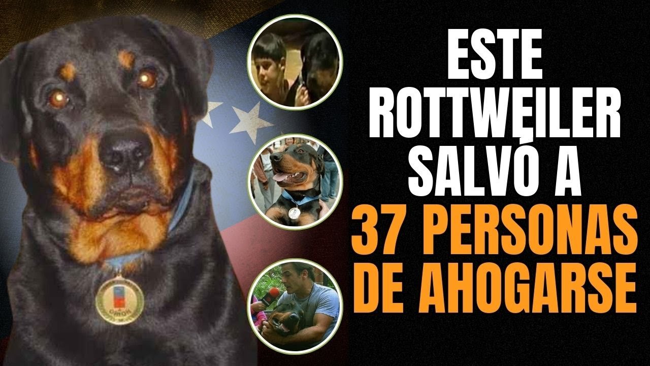 ORIÓN EL HÉROE CANINO QUE SALVÓ 37 VIDAS EN VENEZUELA 🐶🇻🇪