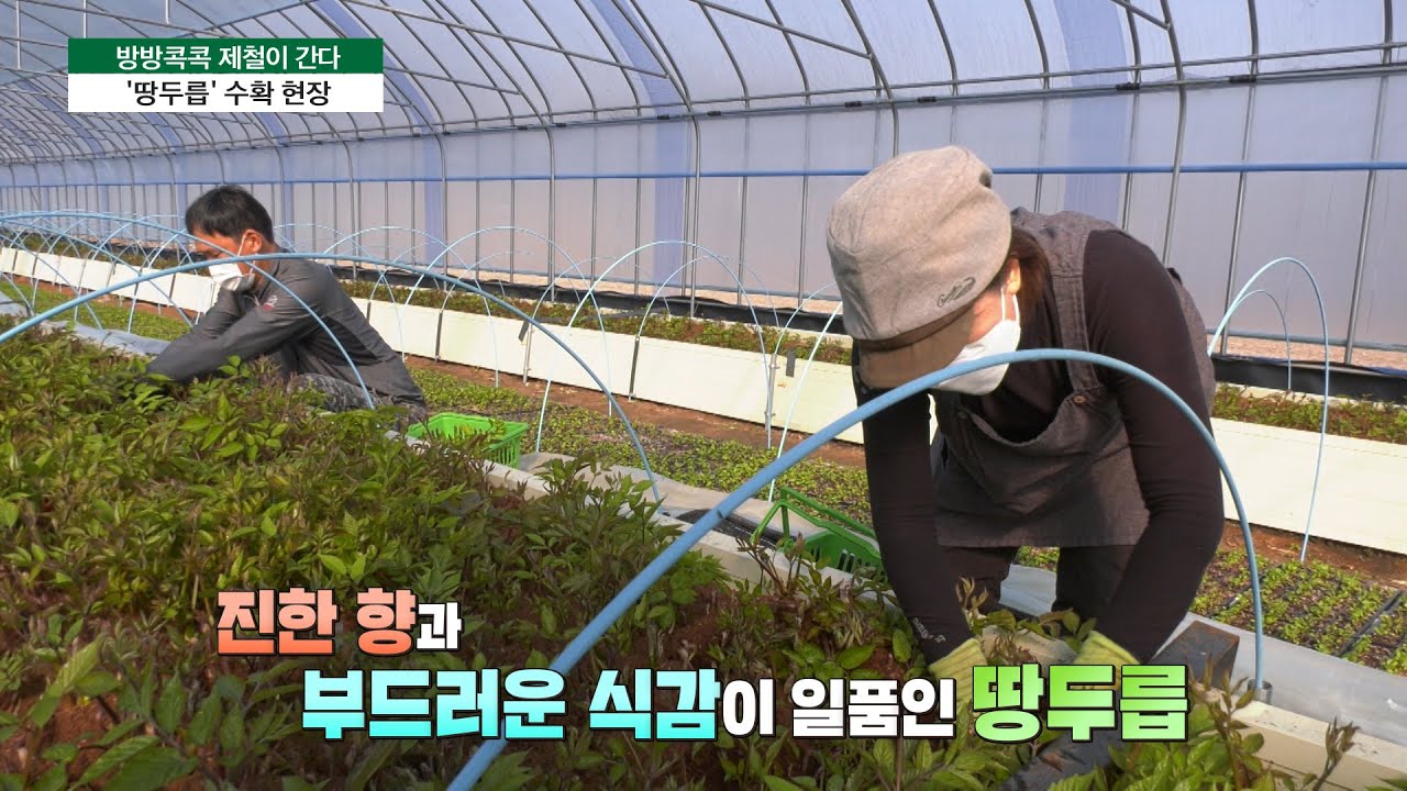 [방방콕콕 제철이 간다] 봄의 전령사 ‘땅두릅’