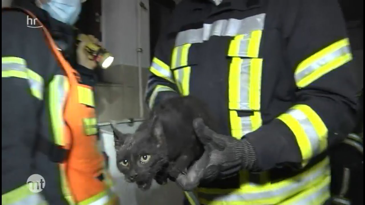 Feuerwehr rettet Katze aus Schornstein | maintower