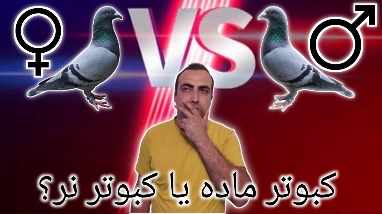 دلیل ما برای شرکت ندادن کبوتران ماده در مسابقات آلمان.