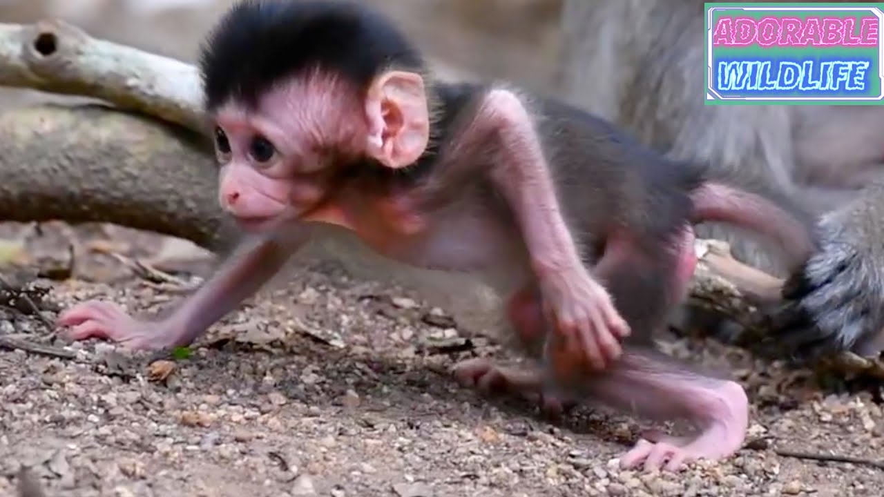 So adorable moments of the baby monkey trying to walk well