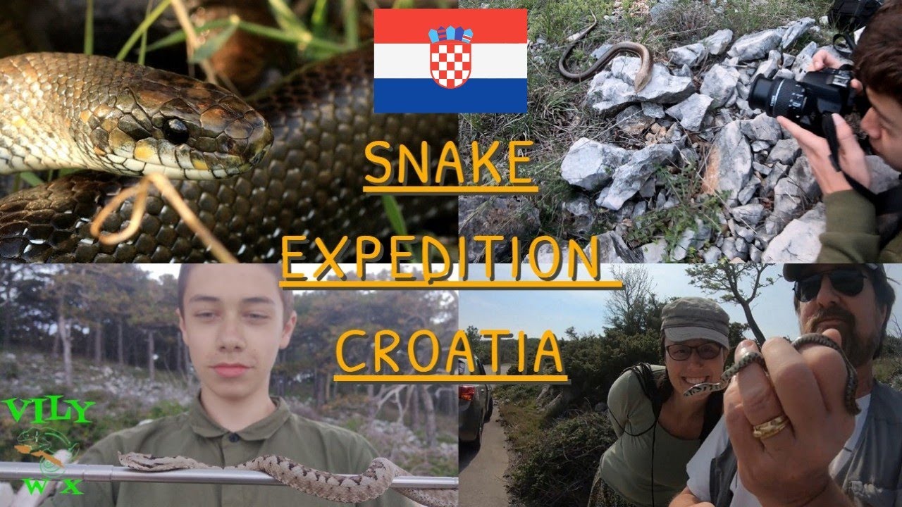 Snake Expedition Croatia, herping on Krk island, eight snake species, venomous snakes, Cres island