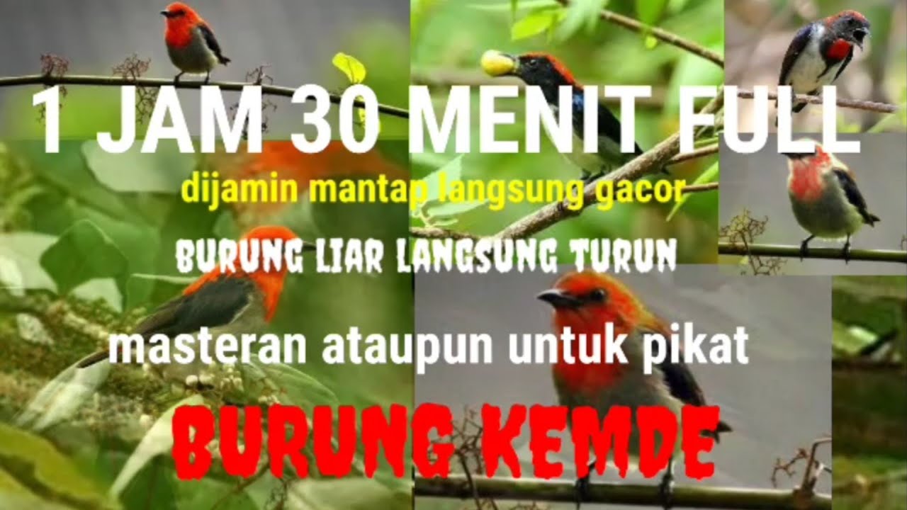 kicau BURUNG KEMADE untuk masteran/pikat full 1jam 30 menit#kemade